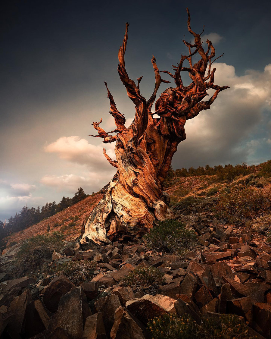 An ancient sculptural tree in warm evening light beneath a dramatic sky